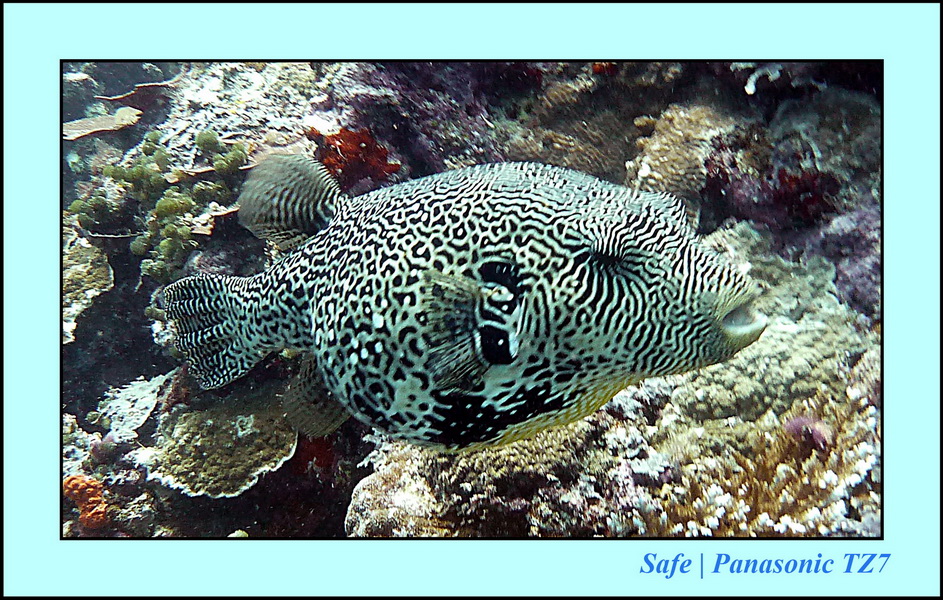 2011 - 08 - Borneo - Sipadan 017